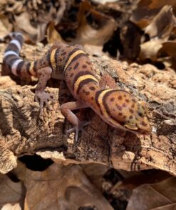 BAWANGLING CAVE GECKOS FOR SALE