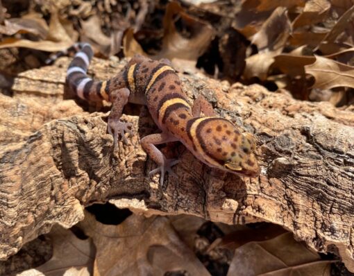BAWANGLING CAVE GECKOS FOR SALE