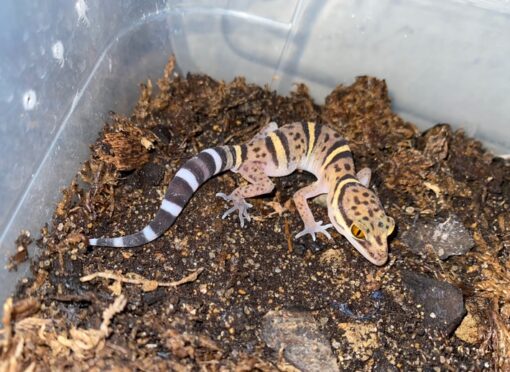BAWANGLING CAVE GECKOS FOR SALE - Image 2