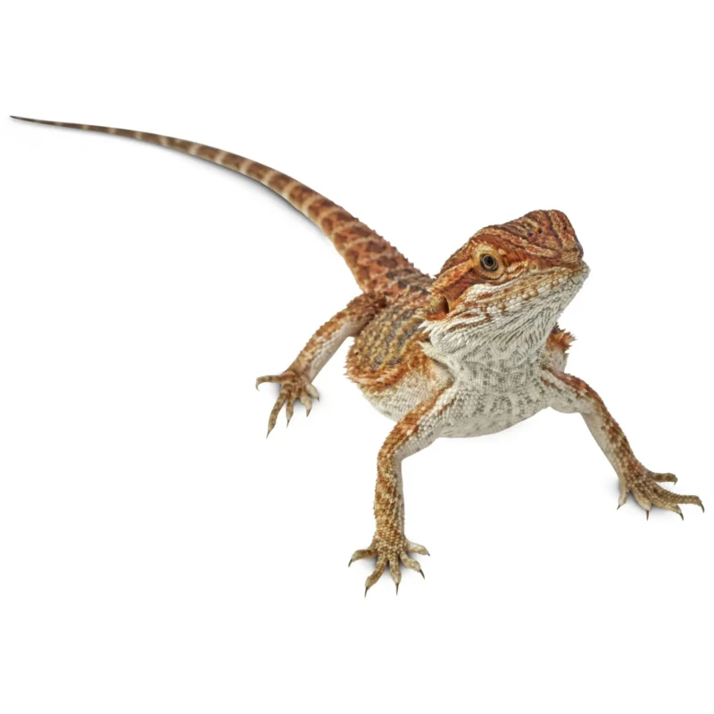 Lizards For Sale