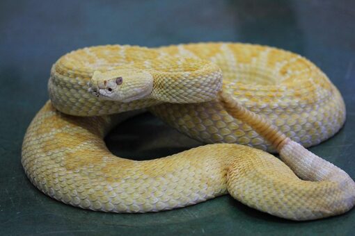 BABY ALBINO HET SCALELESS WESTERN DIAMONDBACK RATTLESNAKE FOR SALE - Image 2