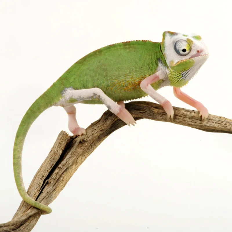 Chameleons For Sale