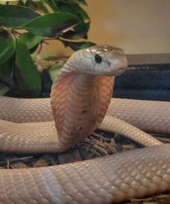 BABY MONOCLED COBRA DOBULE HET ALBINO SUPHANS FOR SALE