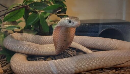 BABY MONOCLED COBRA DOBULE HET ALBINO SUPHANS FOR SALE