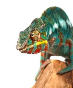 BERMANJA PANTHER CHAMELEON FOR SALE.