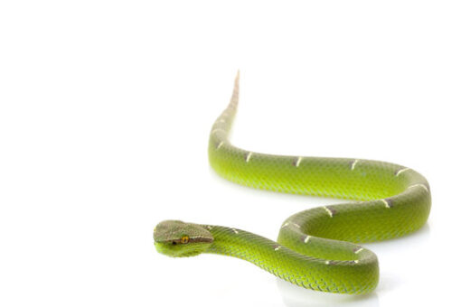SULAWESI WAGLERS VIPERS FOR SALE - Image 3