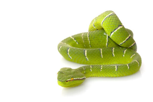 SULAWESI WAGLERS VIPERS FOR SALE - Image 2