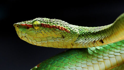 GREEN PURPLE SPOTTED PIT VIPERS FOR SALE