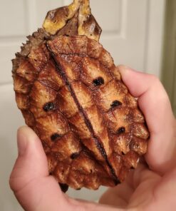PERUVIAN HIGH RED MATA MATA TURTLES FOR SALE