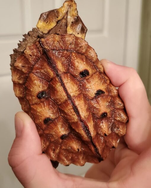 PERUVIAN HIGH RED MATA MATA TURTLES FOR SALE - Image 2