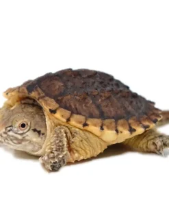 YEARLING HYPO SNAPPING TURTLES FOR SALE