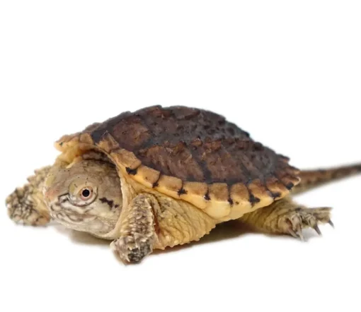 YEARLING HYPO SNAPPING TURTLES FOR SALE