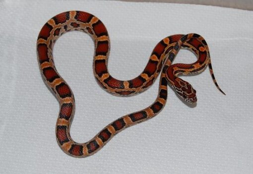 BABY COPPERHEAD SNAKES FOR SALE - Image 2