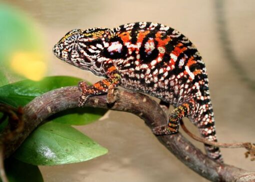 CARPET CHAMELEONS FOR SALE - Image 2
