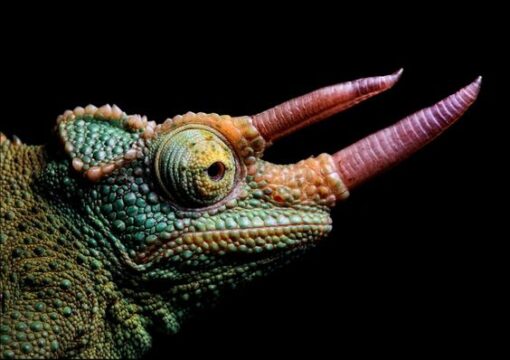 RAINBOW JACKSONS CHAMELEONS FOR SALE - Image 2