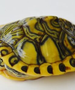 BABY HYPO YELLOWBELLY SLIDER TURTLE FOR SALE