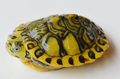 BABY HYPO YELLOWBELLY SLIDER TURTLE FOR SALE