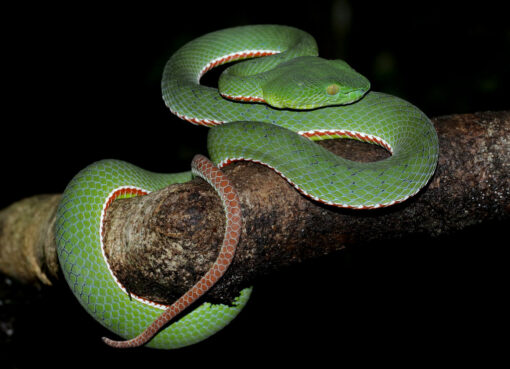 SIAMESE PENINSULA PIT VIPERS FOR SALE. - Image 3