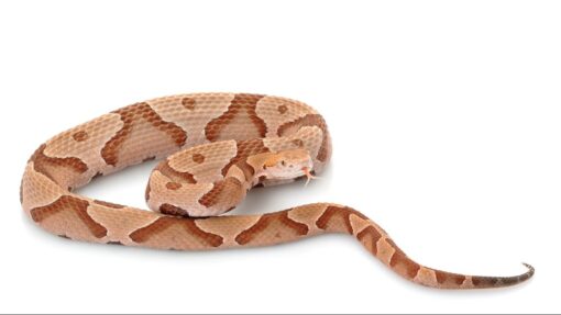 BABY COPPERHEAD SNAKES FOR SALE - Image 2