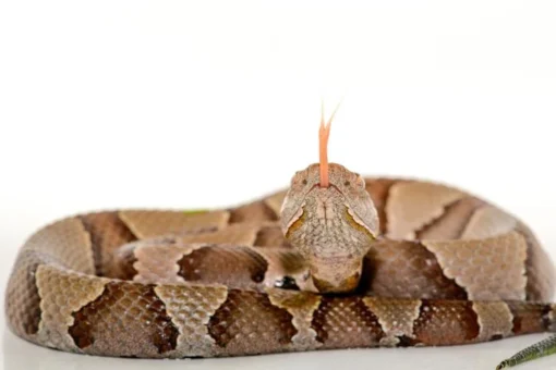 HONDURAN JUMPING PIT VIPERS FOR SALE