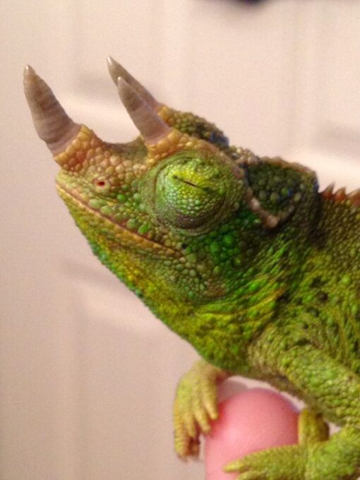 RAINBOW JACKSONS CHAMELEONS FOR SALE - Image 3