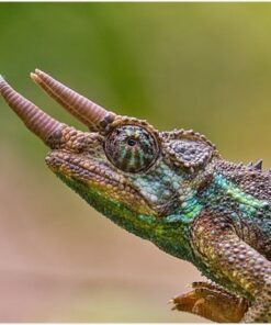 RAINBOW JACKSONS CHAMELEONS FOR SALE