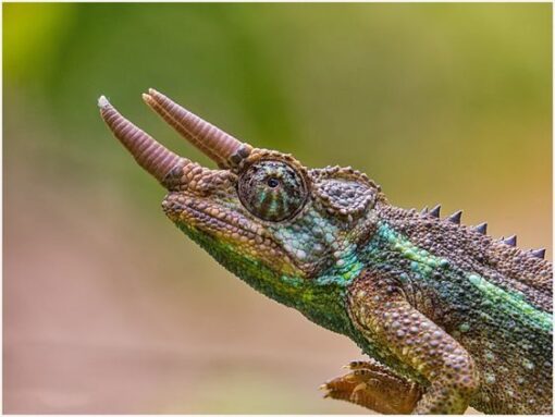 RAINBOW JACKSONS CHAMELEONS FOR SALE