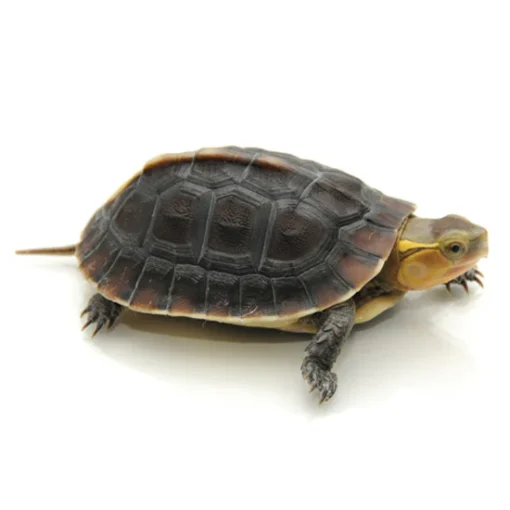 BABY CERAM ASIAN BOX TURTLES FOR SALE - Image 3