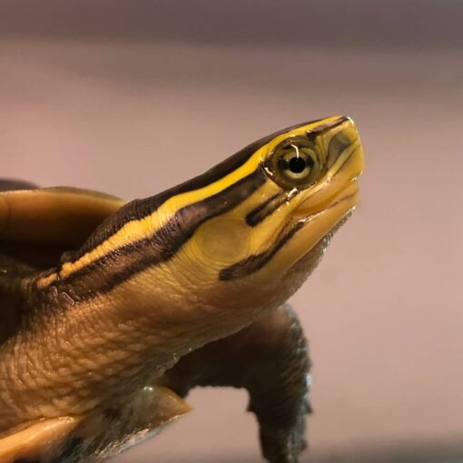SULAWESI ASIAN BOX TURTLES FOR SALE - Image 2