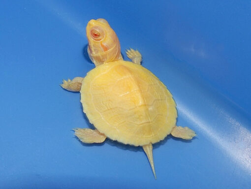 SNOW ALBINO RED EAR SLIDER TURTLE FOR SALE - Image 2