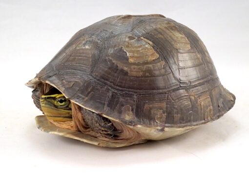 BABY CERAM ASIAN BOX TURTLES FOR SALE - Image 2