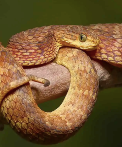 BABY SQUAMIGERA BUSH VIPERS FOR SALE