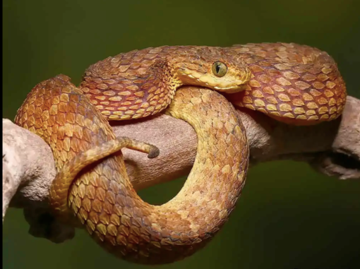 BABY SQUAMIGERA BUSH VIPERS FOR SALE