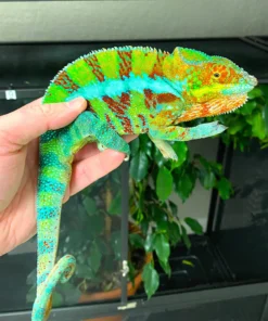 TAMATAVE PANTHER CHAMELEON FOR SALE