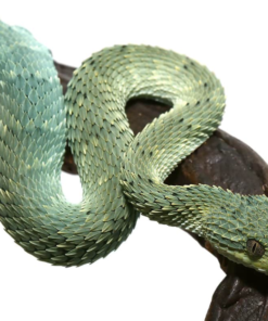 ADULT BLUE CROWN GREEN SQUAMIGERA BUSH VIPERS FOR SALE