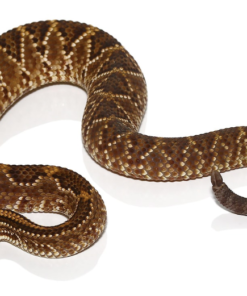 JUVENILE RED RATTLESNAKES FOR SALE.