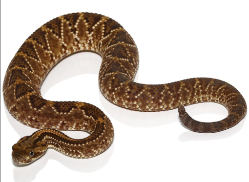 JUVENILE RED RATTLESNAKES FOR SALE.