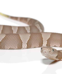 BABY COPPERHEAD SNAKES FOR SALE