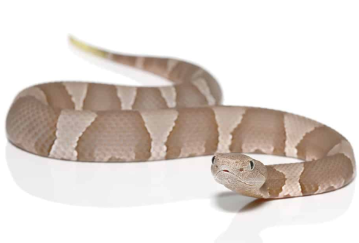 BABY COPPERHEAD SNAKES FOR SALE