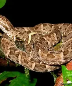 A LANCEHEAD VIPER FOR SALE