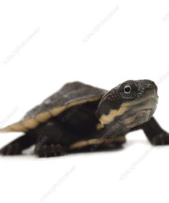 BABY SAW SHELLED TURTLE FOR SALE