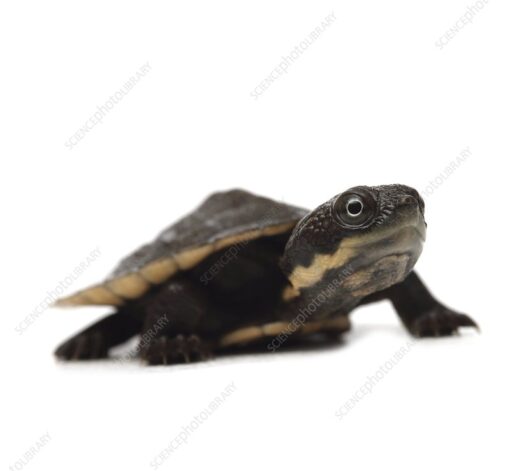 BABY SAW SHELLED TURTLE FOR SALE