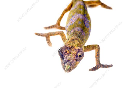  DWARF NOSE HORNED CHAMELEONS FOR SALE - Image 3