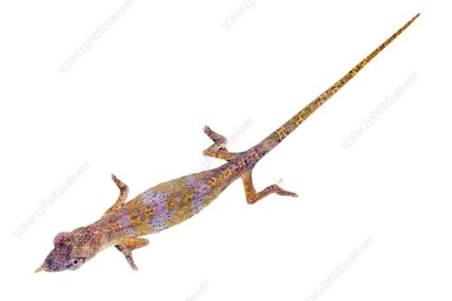  DWARF NOSE HORNED CHAMELEONS FOR SALE - Image 2