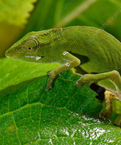 PERINET CHAMELEONS FOR SALE