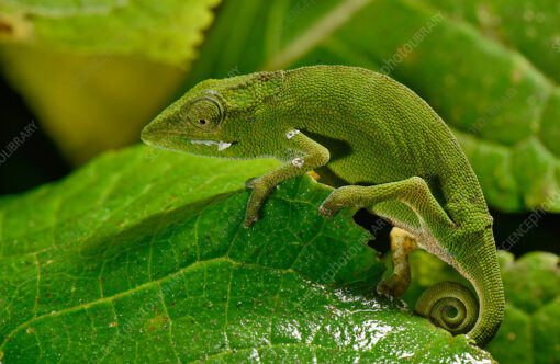 PERINET CHAMELEONS FOR SALE