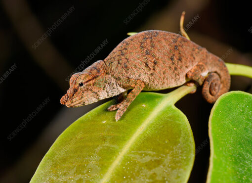  DWARF NOSE HORNED CHAMELEONS FOR SALE