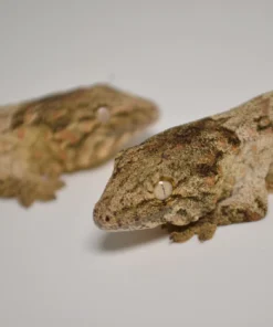 BABY OFFSHORE LEACHIANUS GECKOS FOR SALE