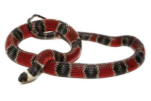 CENTRAL AMERICAN CORAL SNAKES FOR SALE.
