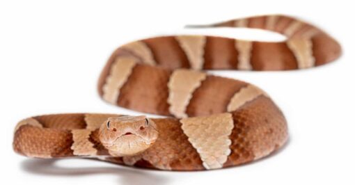 HONDURAN JUMPING PIT VIPERS FOR SALE - Image 2